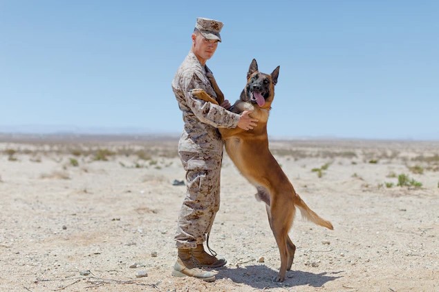 สุนัขที่ฉลาดที่สุด