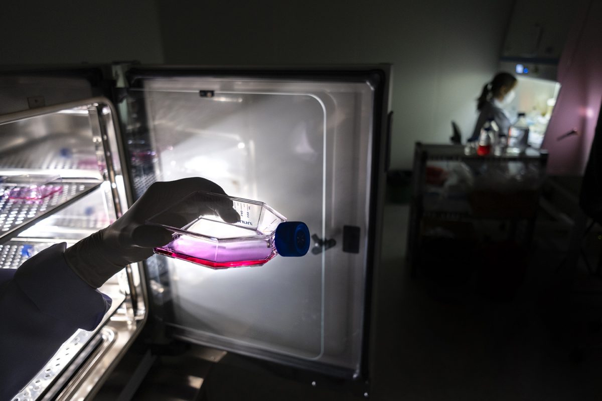 มณีแดง, ชะลอวัย