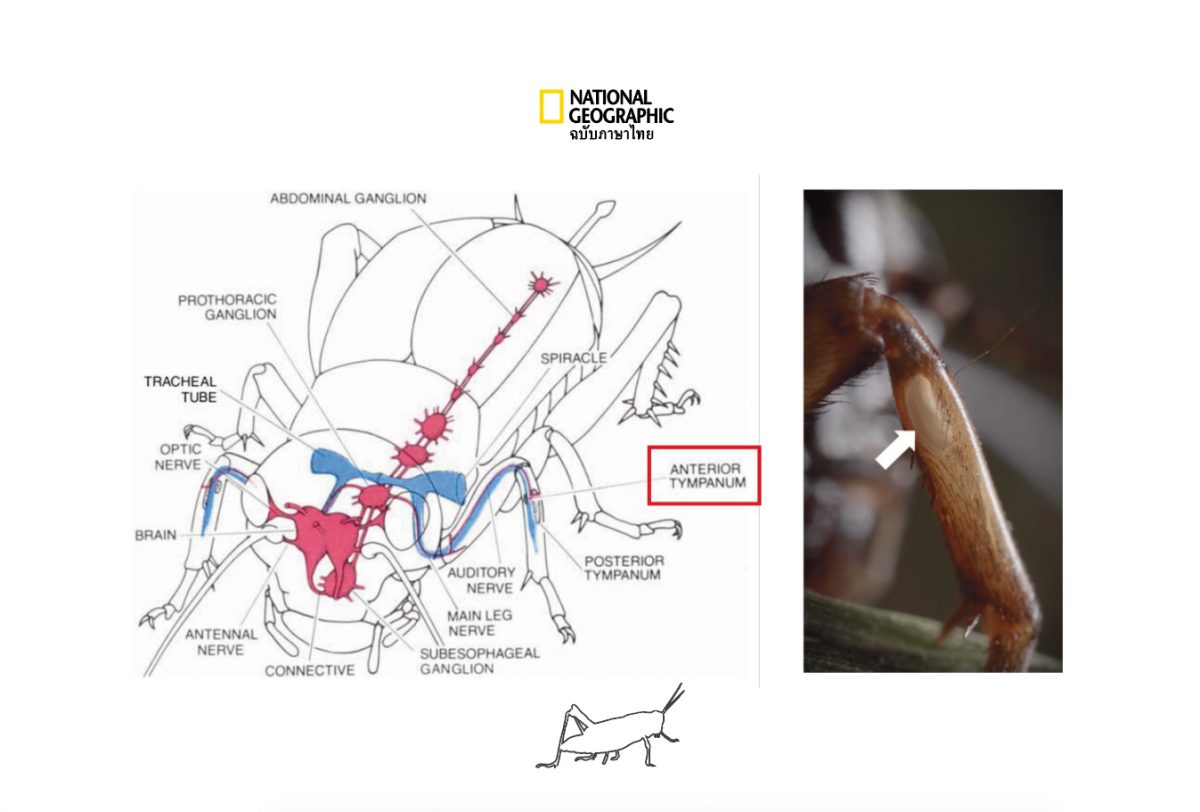 จิ้งหรีด กายวิภาค ชีววิทยา