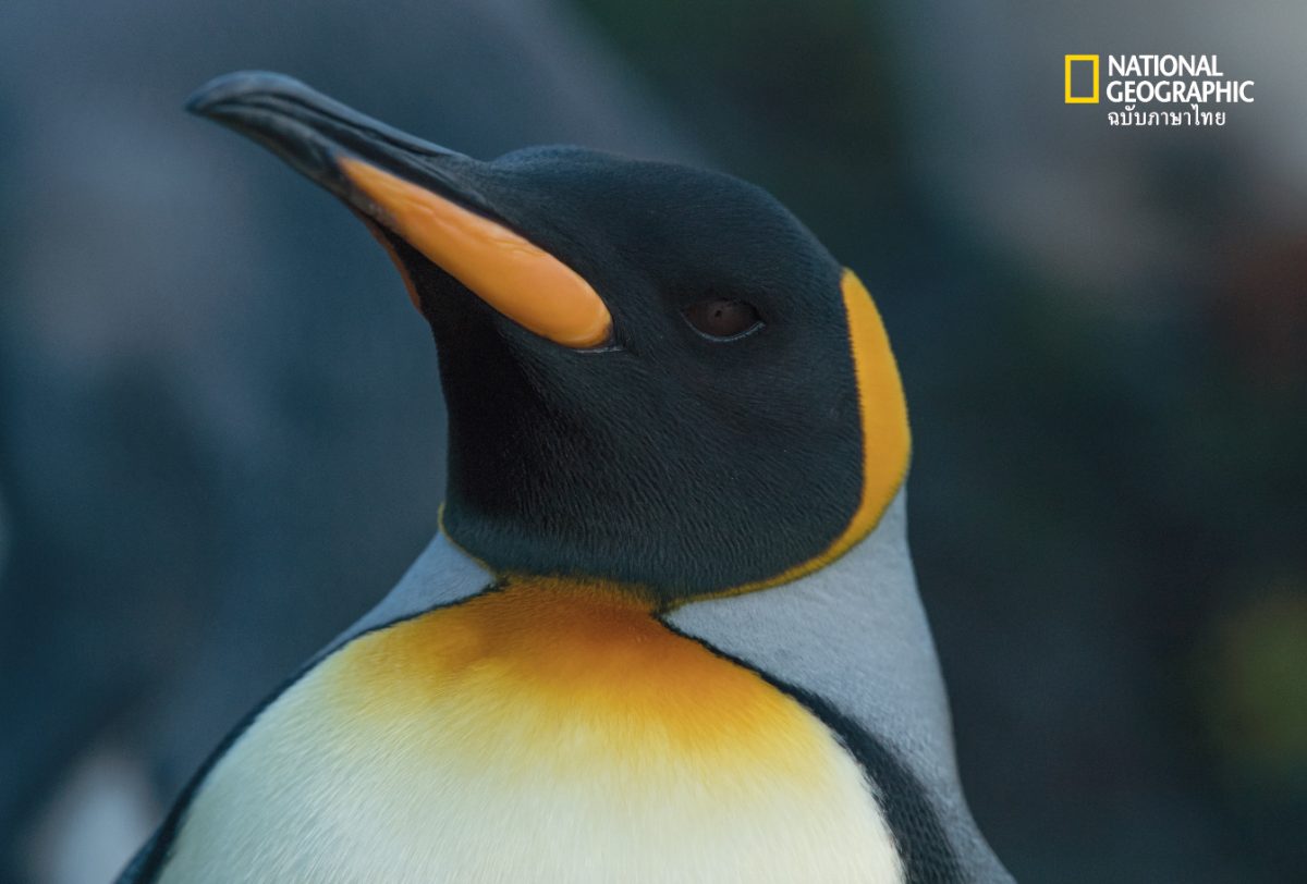 เพนกวินจักรพรรดิ, เพนกวิน, วันเพนกวิน