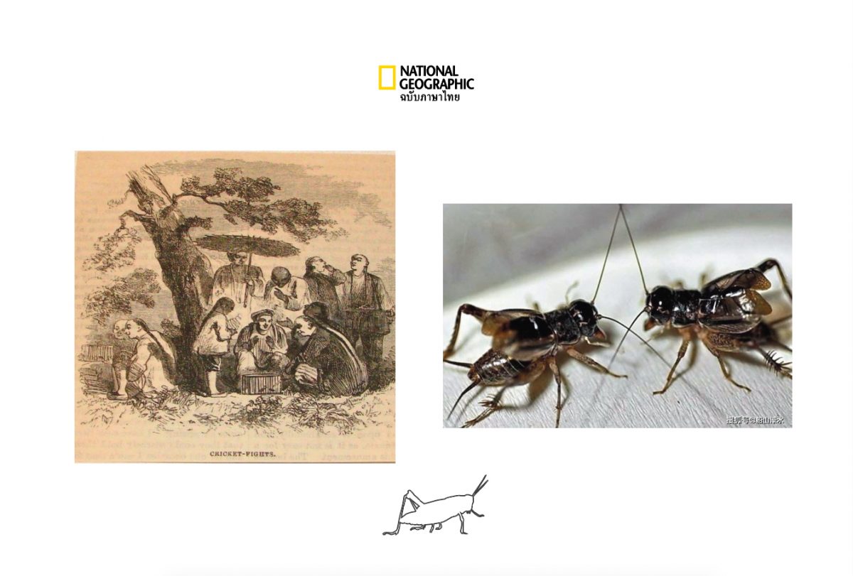 จิ้งหรีด จีน โบราณ ภาพเขียน