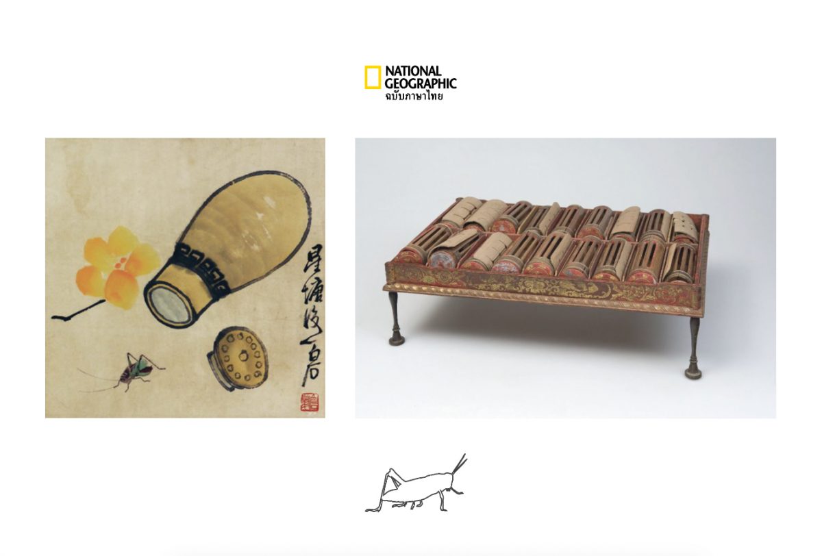 เลี้ยง จิ้งหรีด ชาวจีน Cricket Chinese