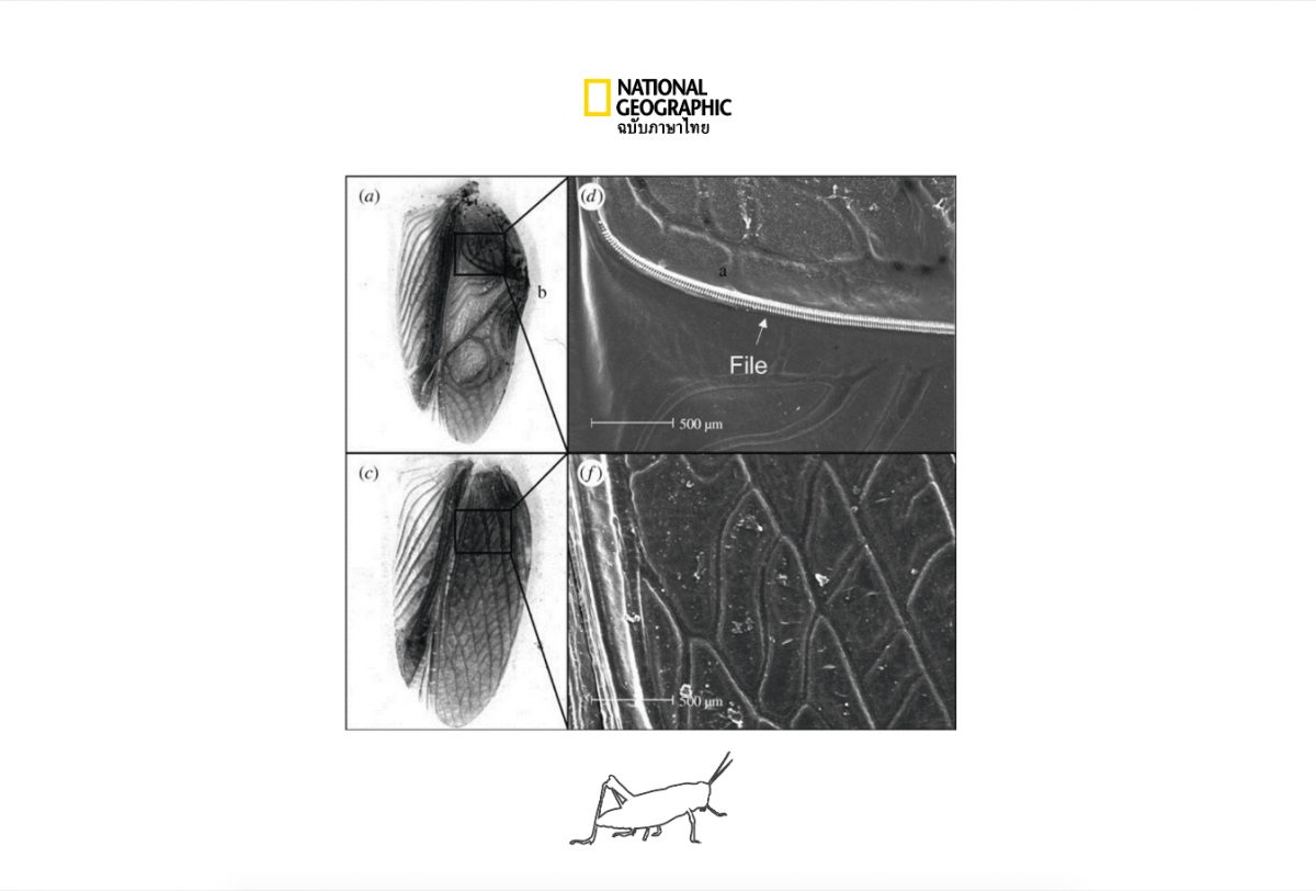 ปีก จิ้งหรีด