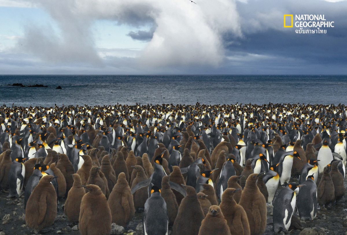 เพนกวินจักรพรรดิ, เพนกวิน, วันเพนกวิน