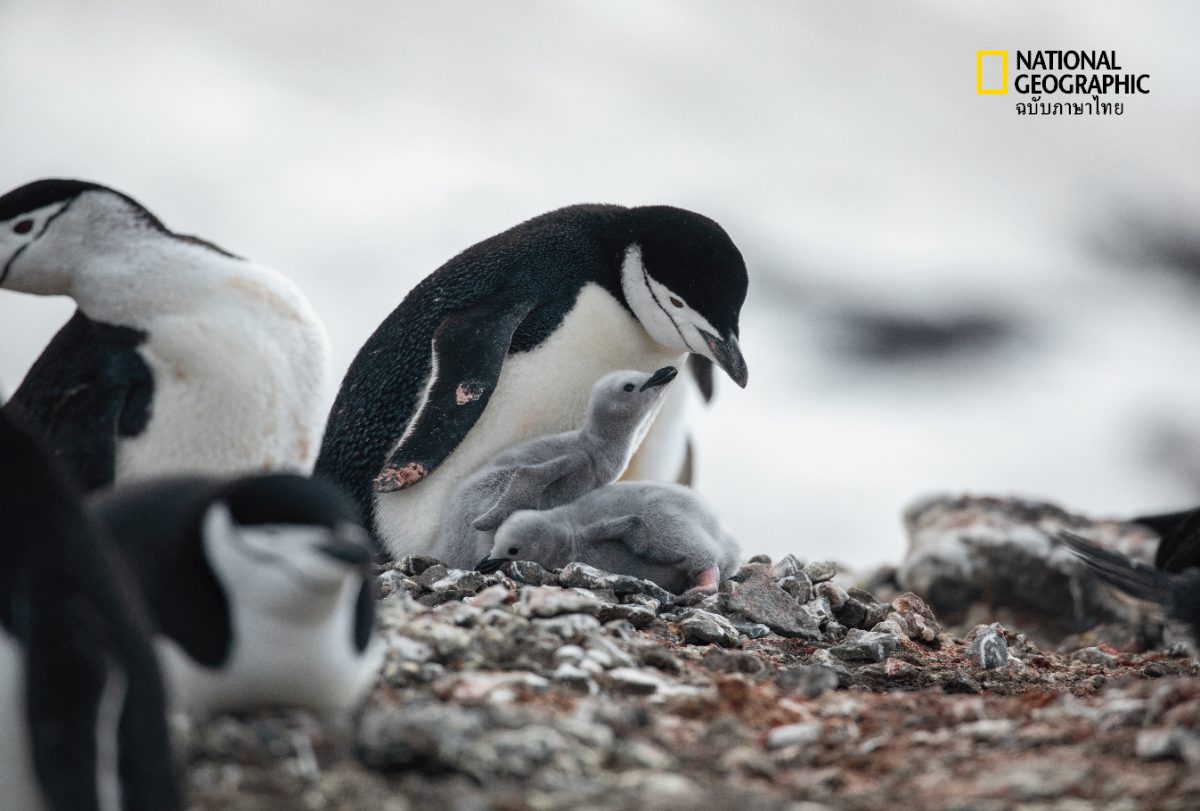 เพนกวินจักรพรรดิ, เพนกวิน, วันเพนกวิน