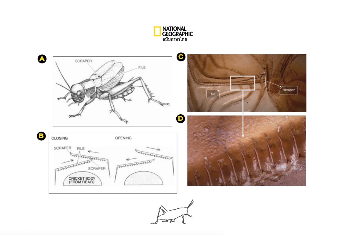 จิ้งหรีด ปีก ร้องเพลงได้อย่างไร