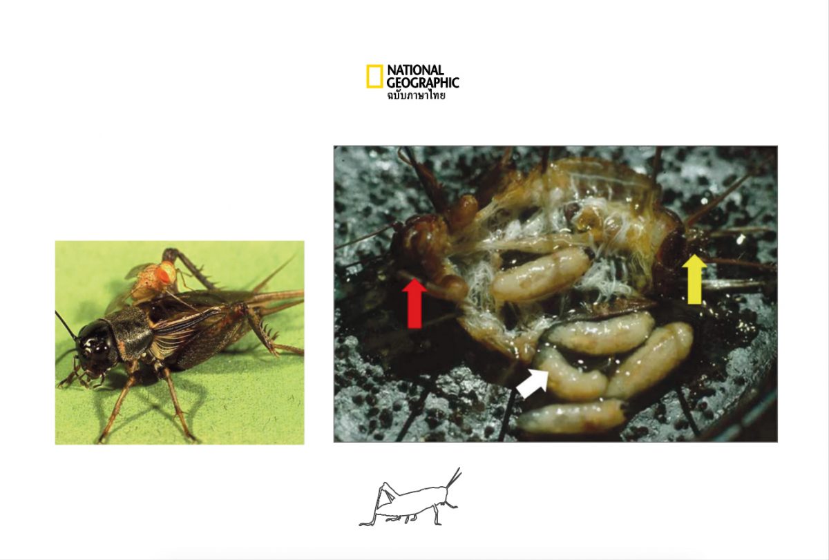 จิ้งหรีด ปรสิต แมลงวัน 