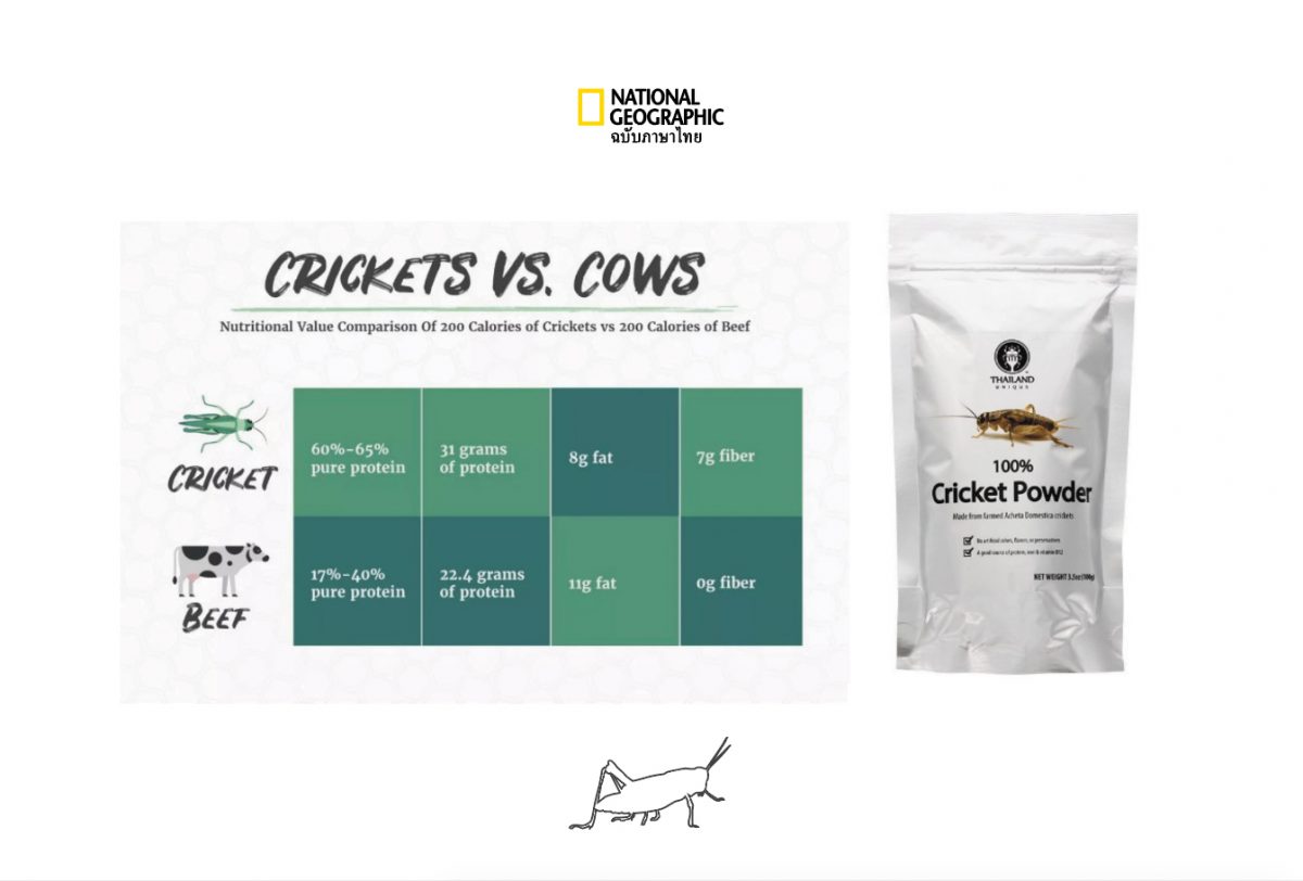 โปรตีน จิ้งหรีด อาหารแห่งอนาคต