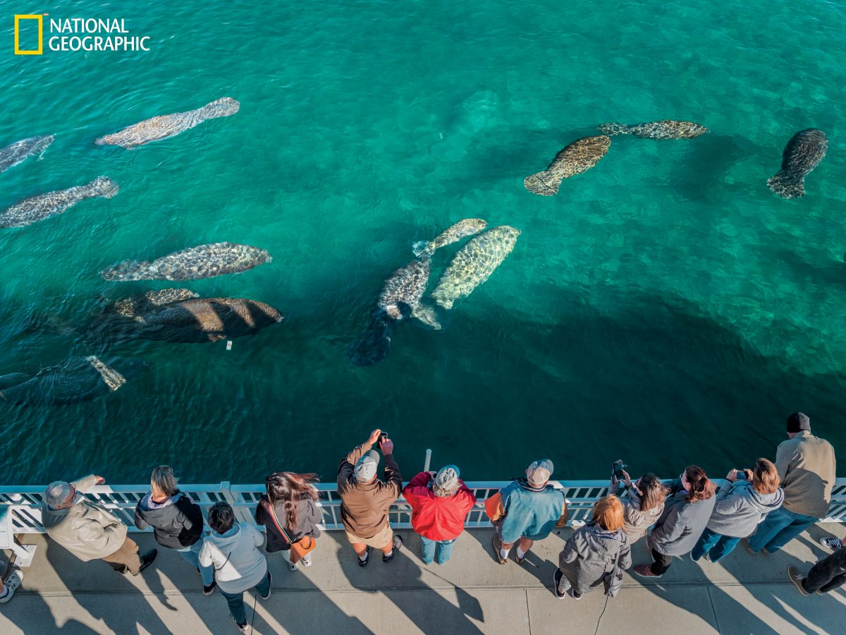 แมนาที, ฟลอริดา