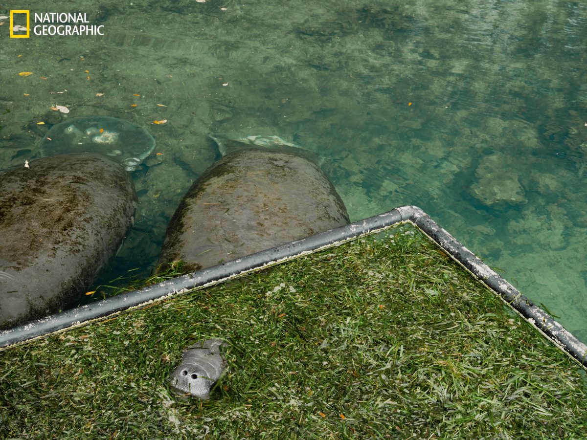 แมนาที, หญ้าเทป