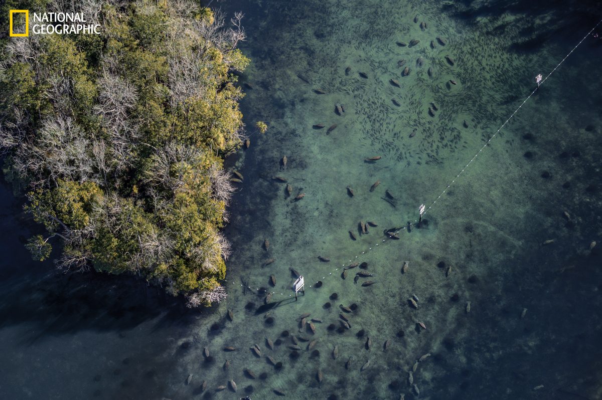 แมนาที, ฟลอริดา