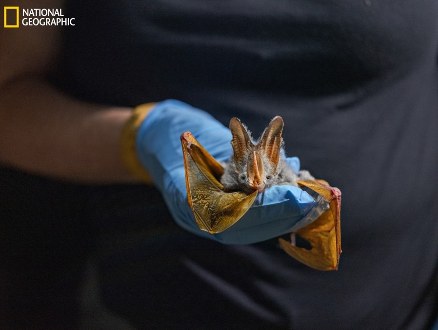 ชะลอวัย