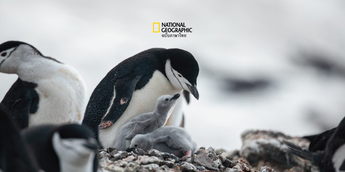 20 มกราคม วันเพนกวิน ชวนคิด เพนกวินจักรพรรดิ เสี่ยงสูญพันธุ์จากโลกร้อน