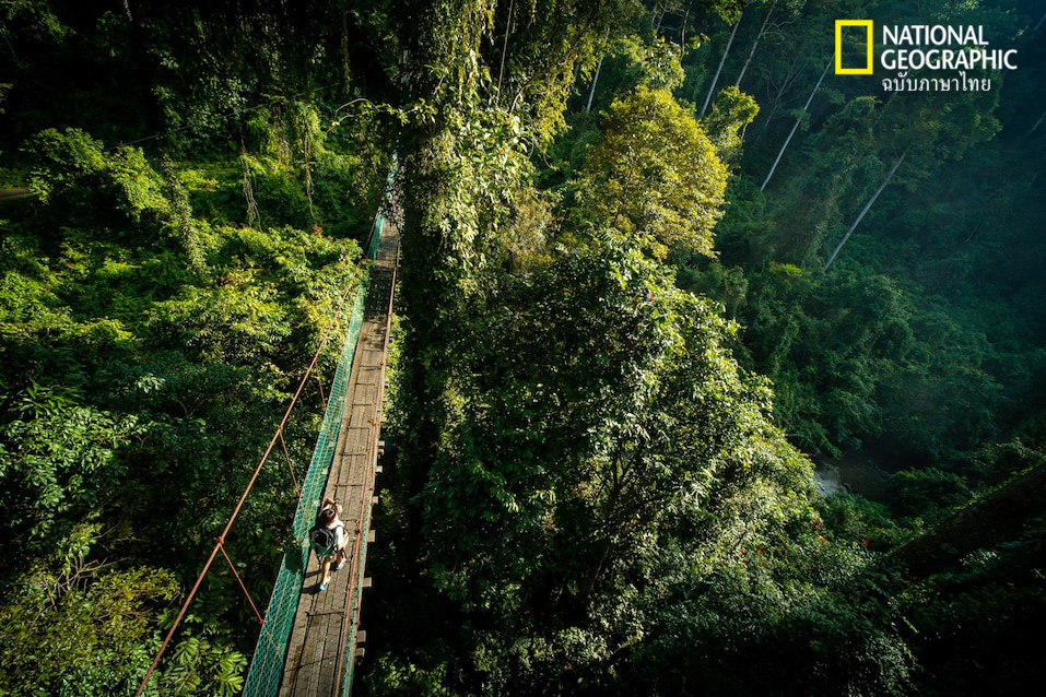 สกายวอร์ค, ท่องเที่ยวเชิงอนุรักษ์, มาเลเซีย, ป่าฝนเขตร้อน