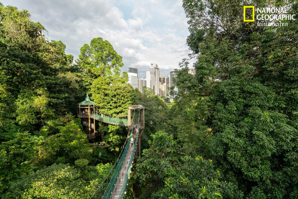 สกายวอร์ค, กัวลาลัมเปอร์, มาเลเซีย, ป่าฝน