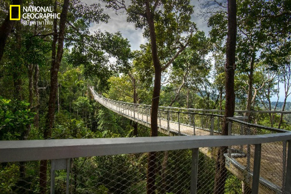 สกายวอร์ค, ป่าไม้, ป่าฝนเขตร้อน