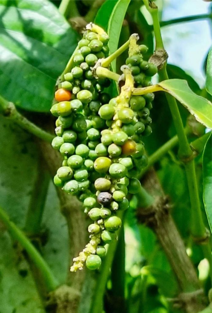 พริกไทยตรัง