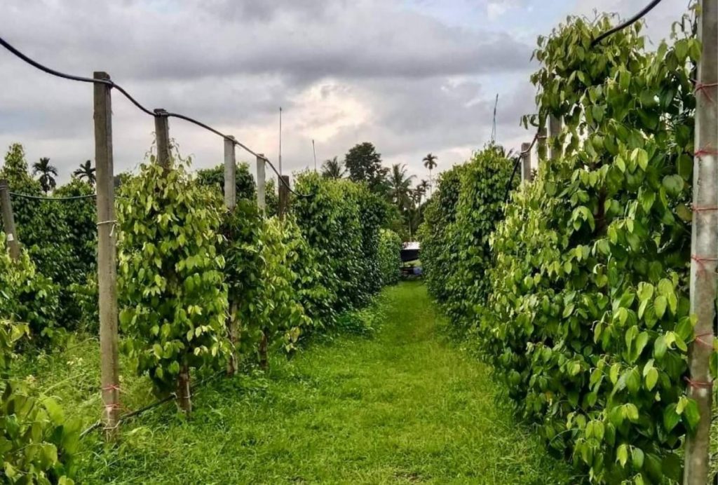 พริกไทยปะเหลียน