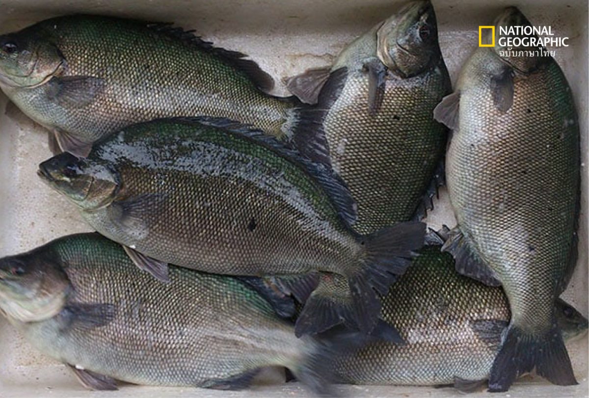 ปลาเก๋าหยก