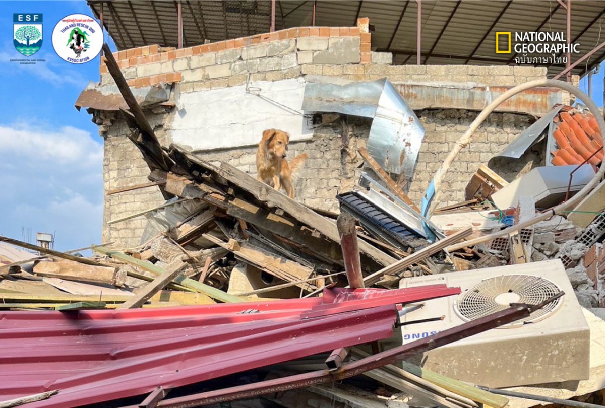 สุนัขกู้ภัยไทย, แผ่นดินไหวตุรกี