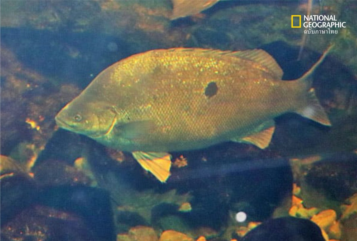 ปลาหยกหรือปลาเก๋าหยก