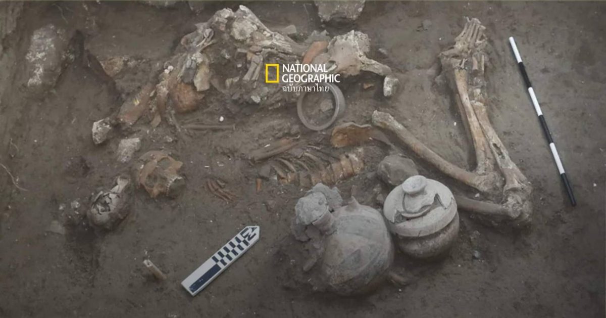 พบตัวอย่างการ ผ่าตัดกะโหลก เพื่อรักษาที่เก่าแก่ที่สุดในตะวันออกใกล้ เมื่อ 3,500 ปีก่อน – คาด ตายหลังผ่าได้ไม่นาน