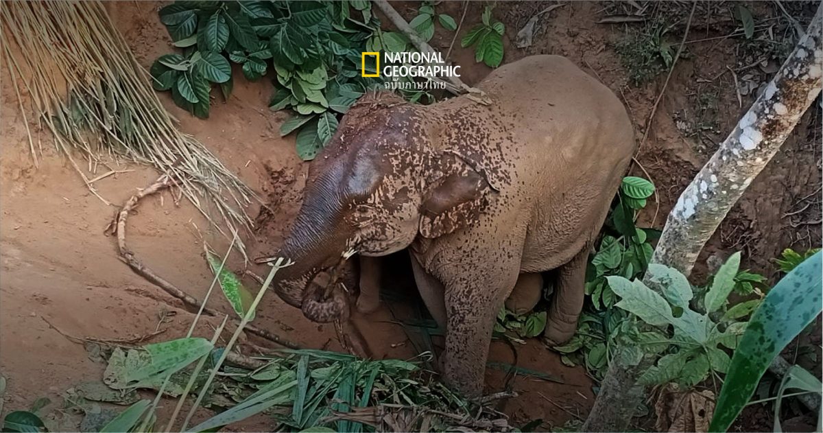 กรมอุทยานฯ ช่วย “ช้างป่า”  ตกหลุมยุบลึก 4 เมตร พื้นที่ป่าสงวนแห่งชาติป่าเขาบ่อแร่