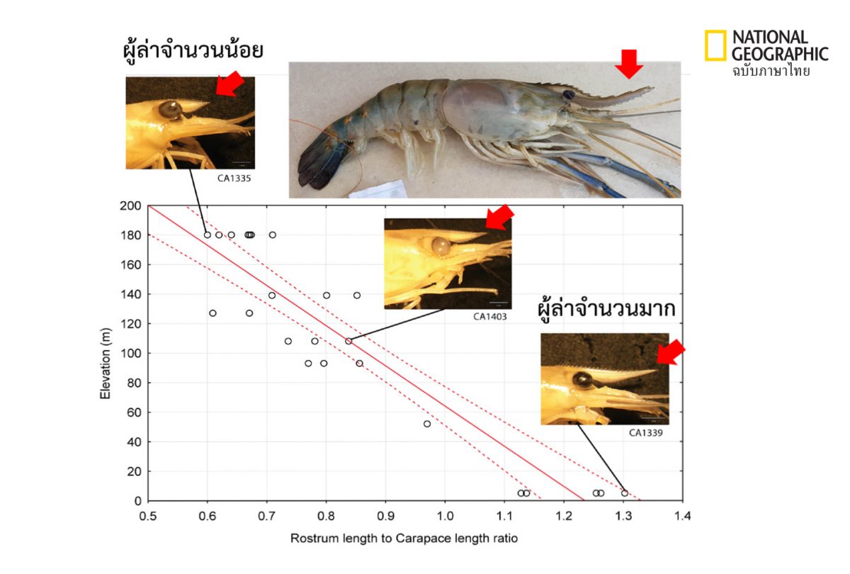 กรี กุ้ง 