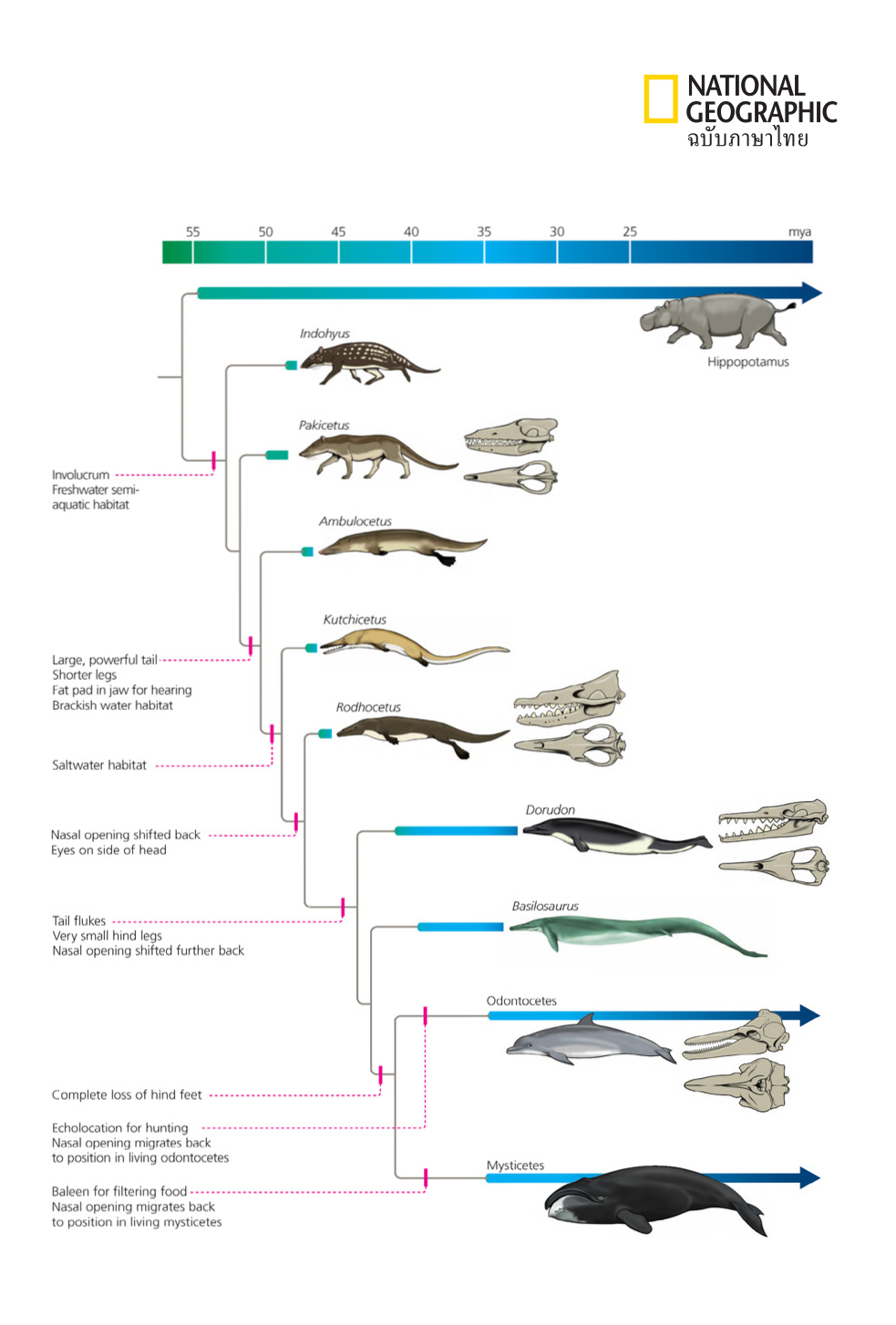 วิวัฒนาการของวาฬ