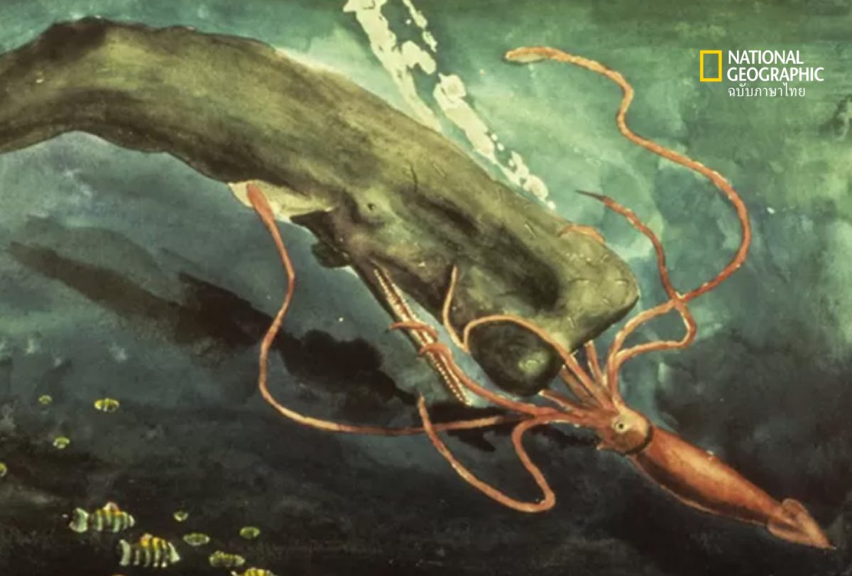 วาฬ ล่า หมึก