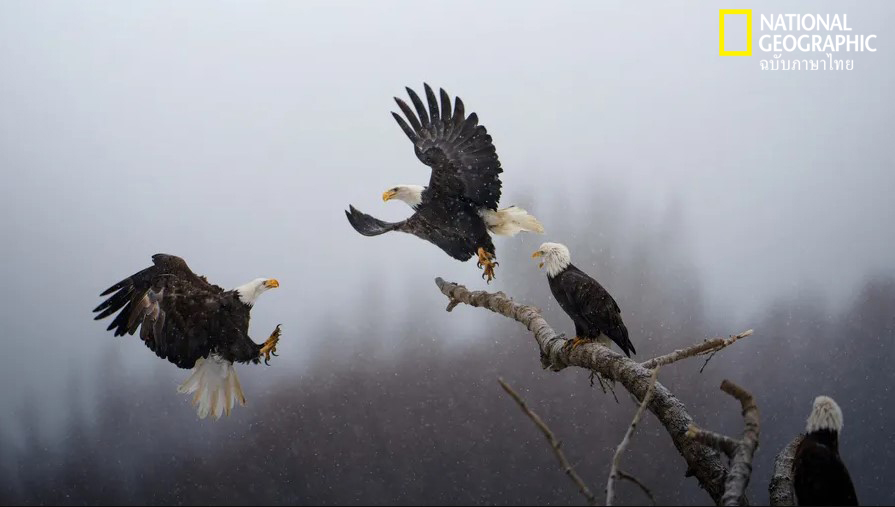 ภาพถ่ายแห่งปี, นกอินทรี