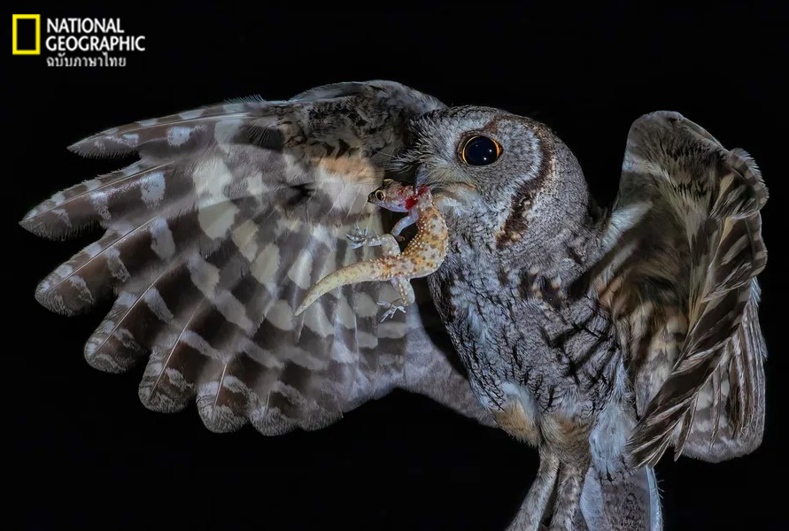 ภาพถ่ายแห่งปี, นกฮูก