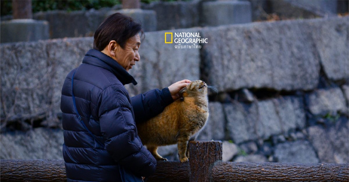 22 กุมภาพันธ์ “วันแมวเหมียวญี่ปุ่น” เพื่อนที่ภายนอกเย็นชาแต่อยู่ใกล้แล้วสบายใจ แถมนำโชคดีมาให้