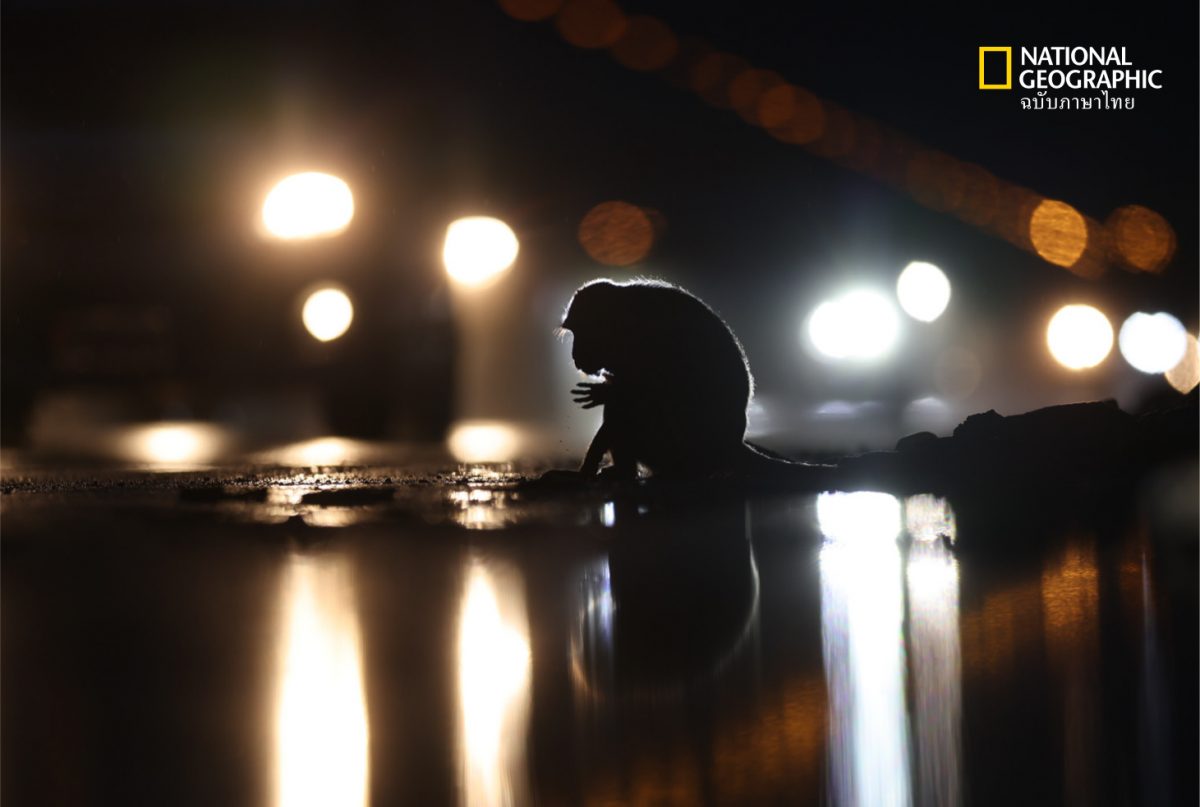 ช่างภาพสัตว์ป่า, ช่างภาพ, จอมทัพ เจริญลาภนำชัย