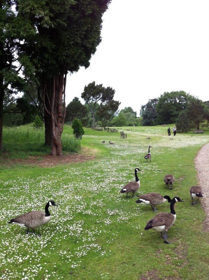 ตาบอดพืช