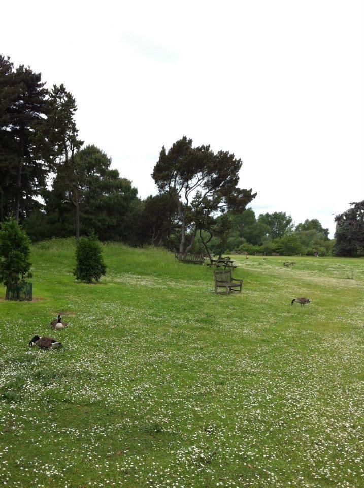 ตาบอดพืช