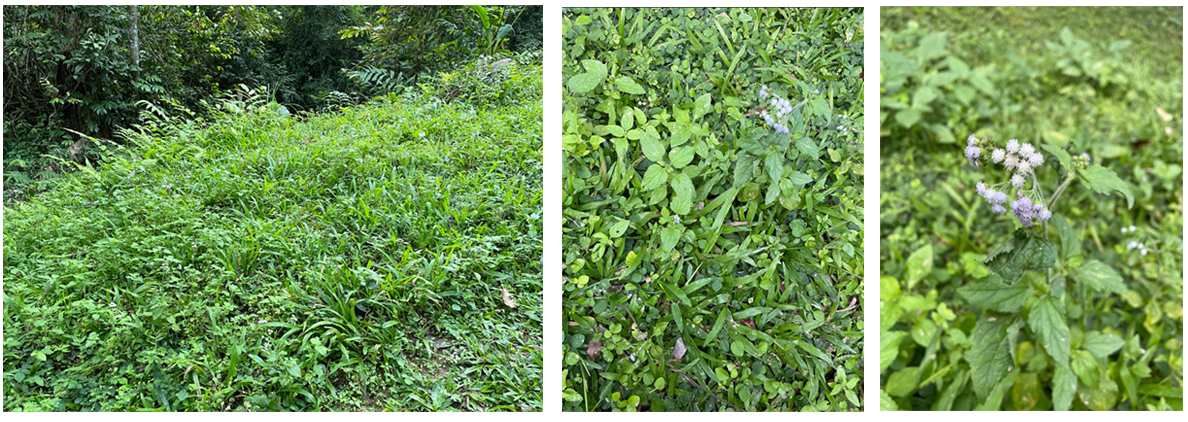 ตาบอดพืช