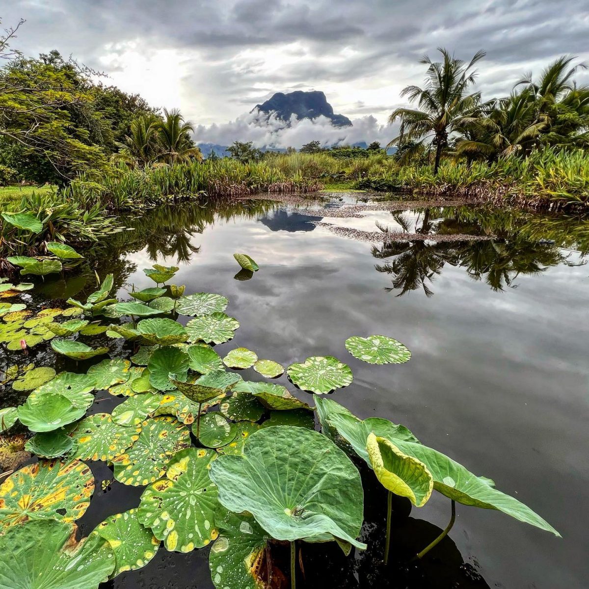 ทุ่งน้ำนูนีนอย พื้นที่ชุ่มน้ำ เชียงดาว เชียงใหม่