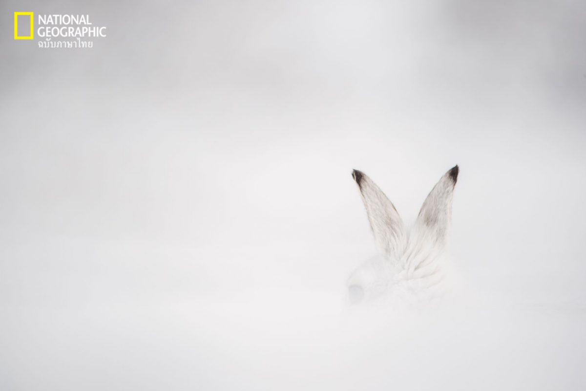 กระต่ายป่า