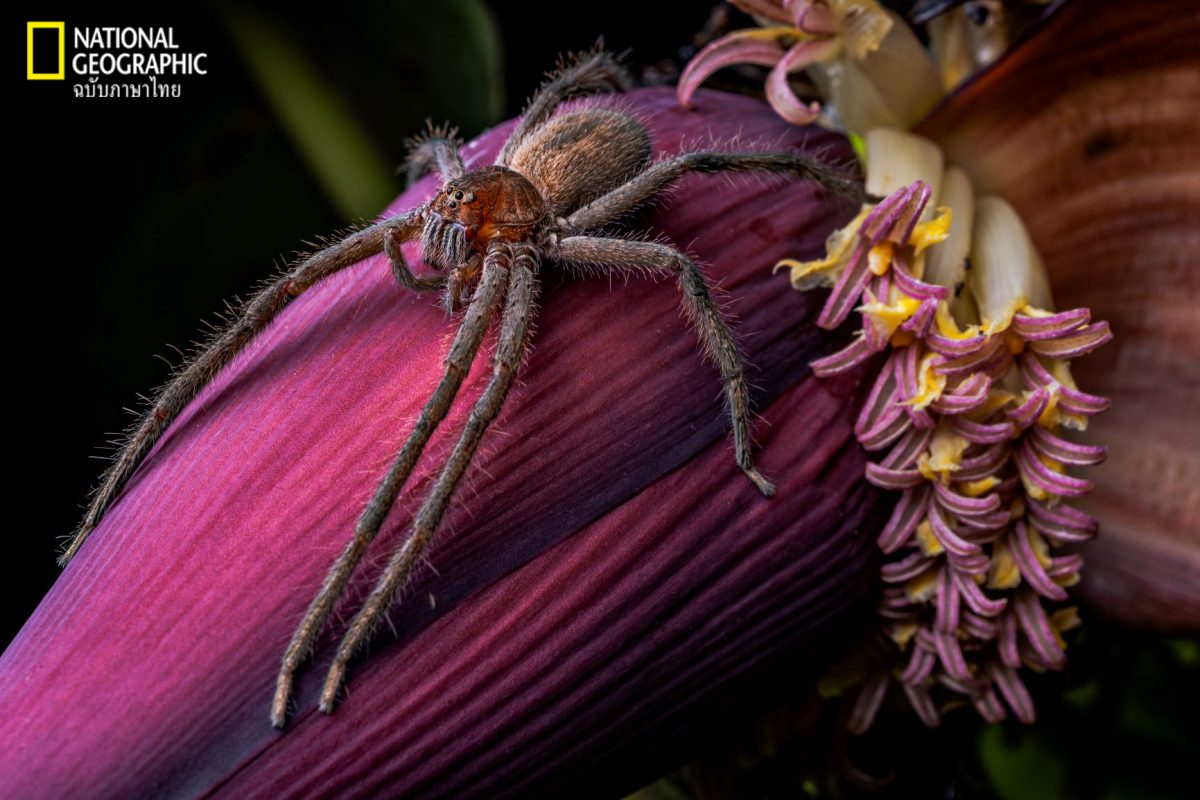 แมงมุม, แมงมุมสับปะรดสี