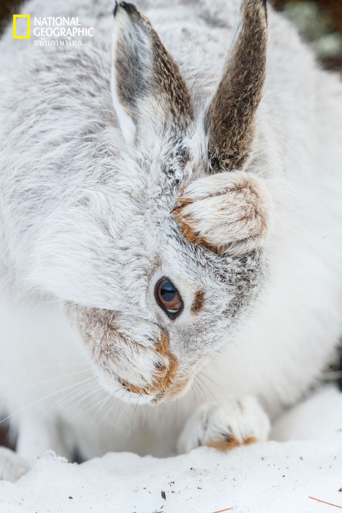 กระต่ายภูเขา, กระต่ายป่า