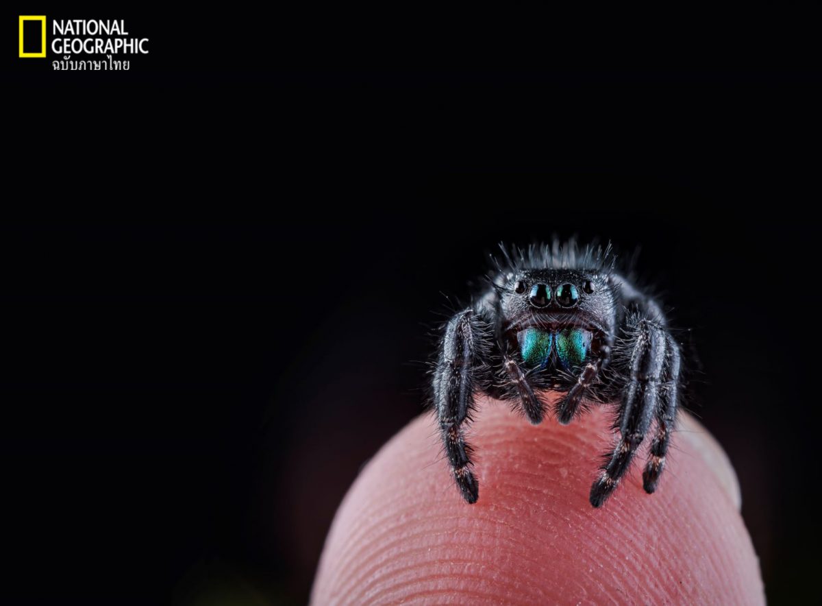 แมงมุมดำจุดขาว, แมงมุม