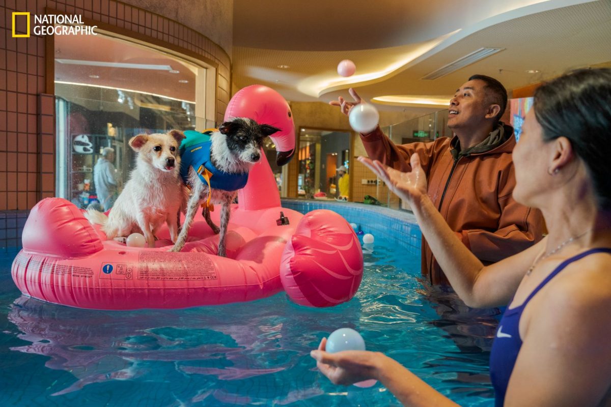 ประชากรจีน, คนจีน