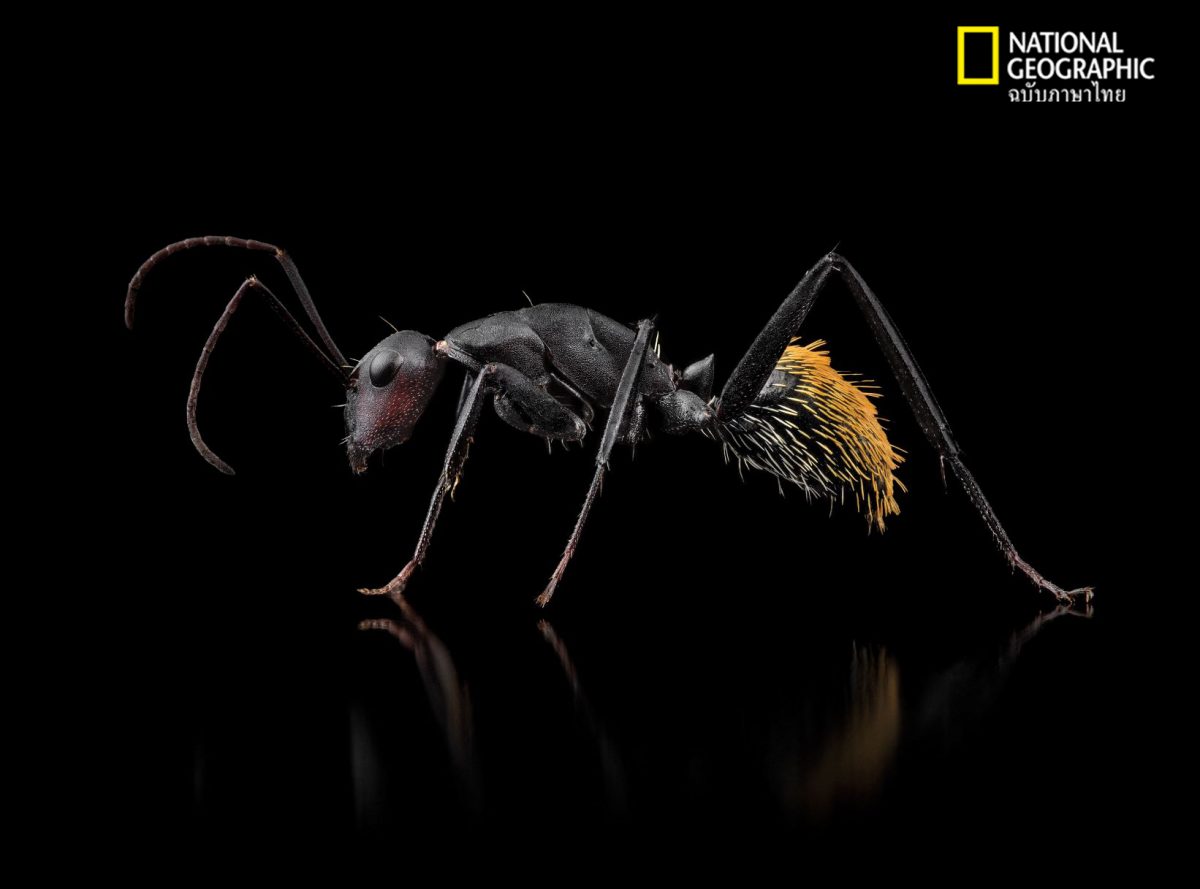 มด, มดช่างไม้