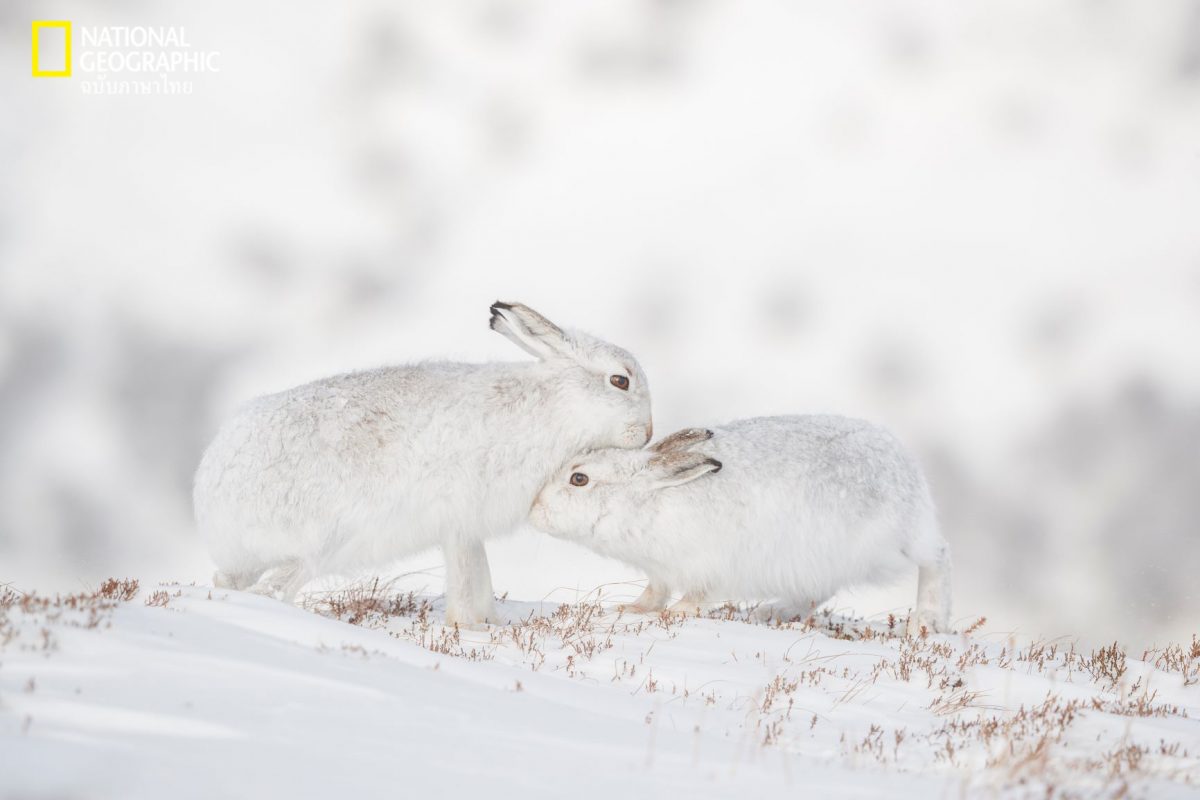 กระต่ายภูเขา, กระต่ายป่า