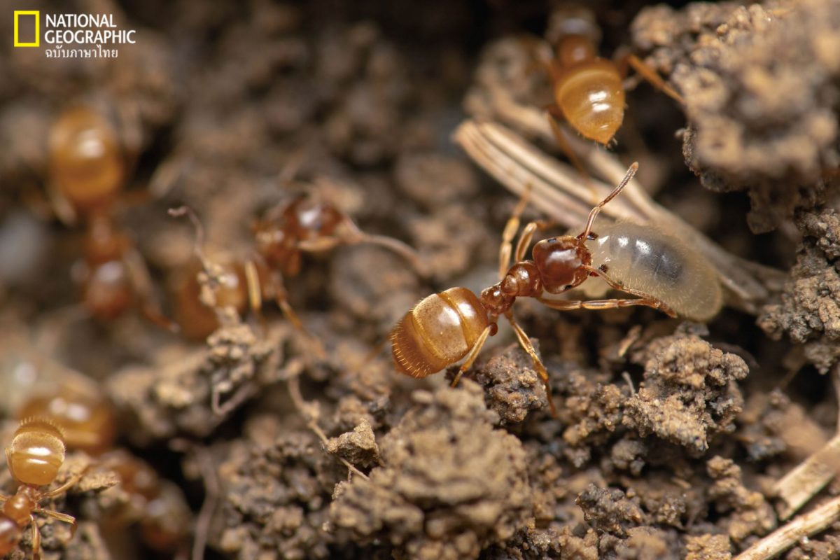 มด, มดทุ่งเหลือง