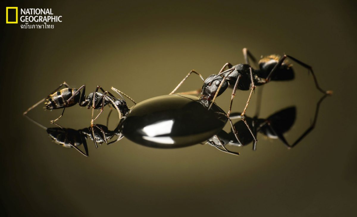 มด, มดงาน, มดนางพญา