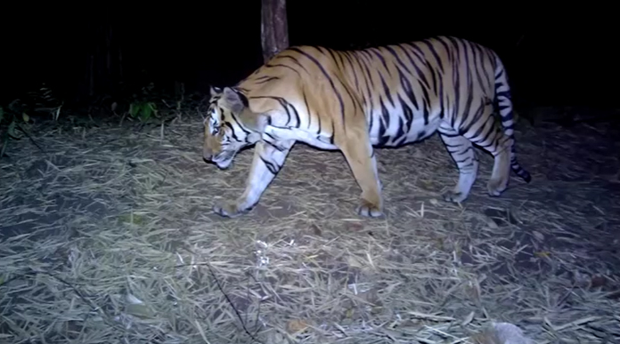 เสือไทย