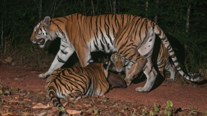 เสือโคร่งธรรมชาติ