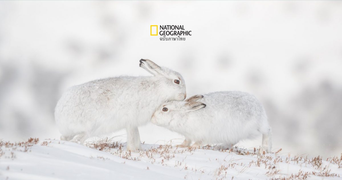 กระต่ายป่า แห่งดินแดนหนาวเหน็บ กำลังไร้ที่ซ่อน เนื่องจากภาวะโลกร้อน
